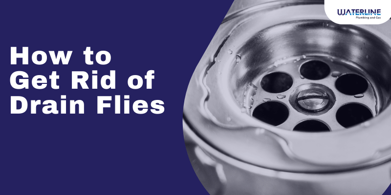 How to Get Rid of Drain Flies